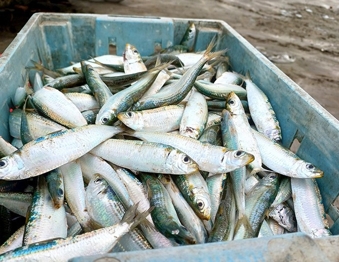 Trên chợ mạng, nhiều địa chỉ rao bán cá trích với giá 100.000 đồng/kg. Ảnh: Internet