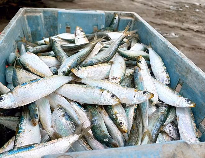 Trên chợ mạng, nhiều địa chỉ rao bán cá trích với giá 100.000 đồng/kg. Ảnh: Internet