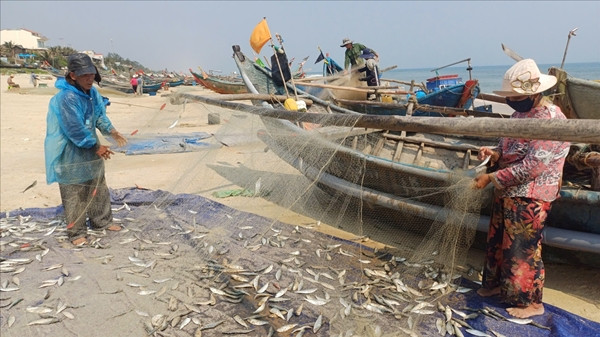 Sau khi cập bến, cá trích được bán cho thương lái và vận chuyển đi các tỉnh thành, hoặc làm khô cá trích, làm mắm. Ảnh: Báo dân tộc