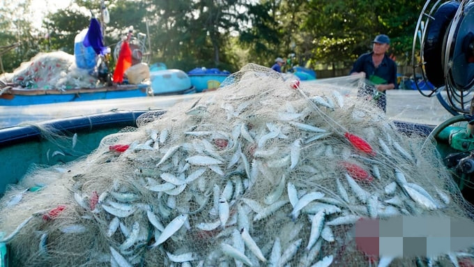 Mùa đánh bắt cá trích bắt đầu từ tháng 3 kéo dài đến tháng 5. Đây là thời điểm ngư dân các ra khơi và cập bờ với khoang thuyền đầy ắp cá. Ảnh: Nông nghiệp