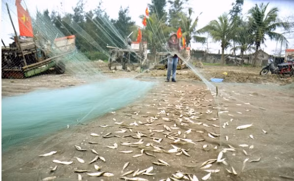 Với giá bán đầu mùa cao, mỗi tàu, bè vào bờ cũng kiếm được cả chục triệu đồng. Ảnh: Báo Nghệ An