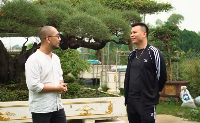 Cây phi lao cổ tạo dáng bonsai được xem là hiếm có. Ảnh chụp màn hình NhaTo