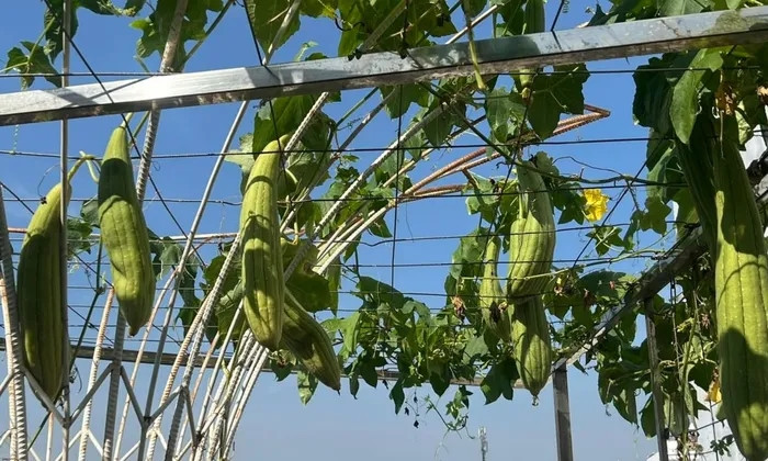 Giàn mướp lúc lỉu quả. Ảnh: FB Giáng My
