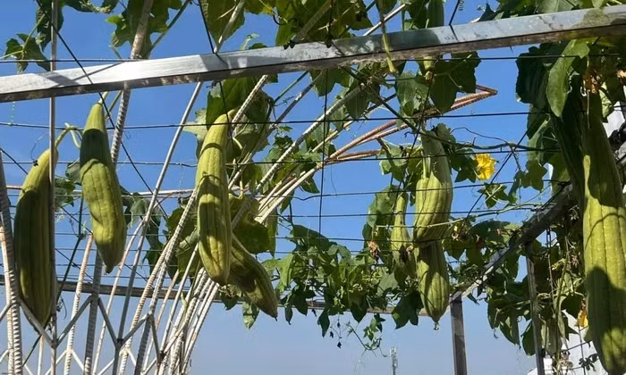 Giàn mướp lúc lỉu quả. Ảnh: FB Giáng My