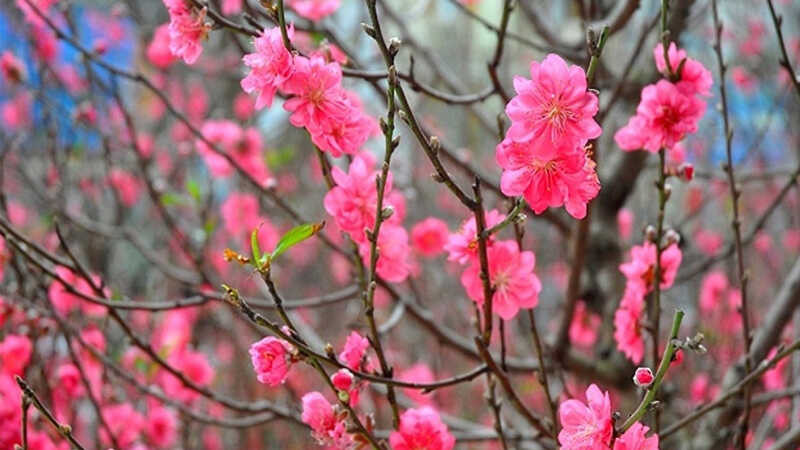 Đào, mai đã trở thành biểu tượng quen thuộc của ngày Tết, người ta thường nói thấy hoa đào, hoa mai là thấy tết. Hoa Đào còn là biểu tượng cho sự đổi mới và sức sinh sôi phát triển mạnh mẽ. Theo phong thủy Hoa Đào có thể trị bách quỷ nên khi đón năm mới ta thường thấy các gia đình hay trồng đào trước cửa nhà. Ảnh: Internet