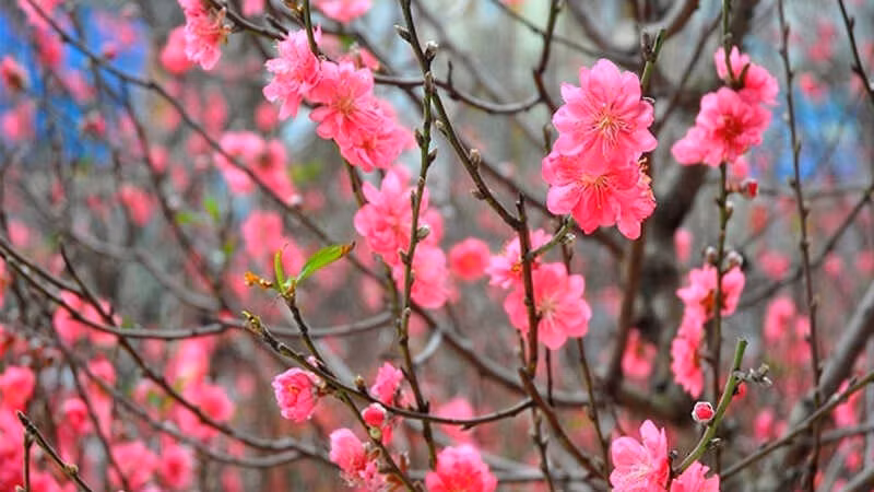 Đào, mai đã trở thành biểu tượng quen thuộc của ngày Tết, người ta thường nói thấy hoa đào, hoa mai là thấy tết. Hoa Đào còn là biểu tượng cho sự đổi mới và sức sinh sôi phát triển mạnh mẽ. Theo phong thủy Hoa Đào có thể trị bách quỷ nên khi đón năm mới ta thường thấy các gia đình hay trồng đào trước cửa nhà. Ảnh: Internet