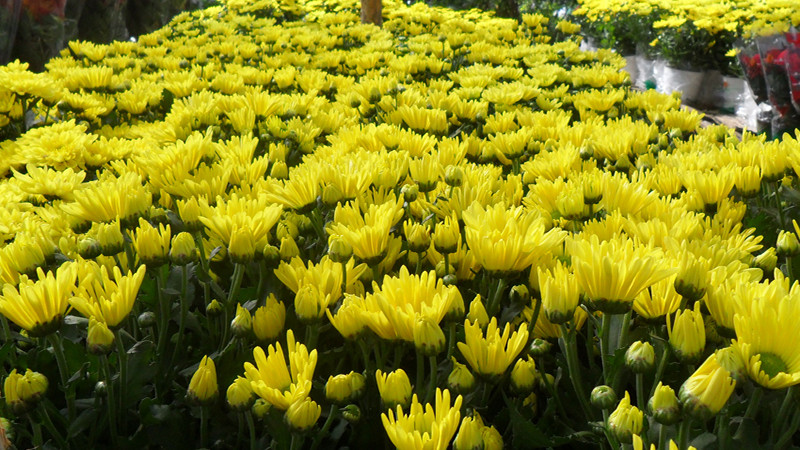 Trong phong thủy hoa cúc là loài hoa tượng trưng cho sự hoan hỉ, tăng thêm phúc lộc, sự hiếu thảo, lòng cao thượng và trường tồn... Vì thế bạn nên đặt những chậu hoa cúc nhỏ ở những nơi có nhiều ánh sáng để hoa nở rực rỡ và thêm nhiều may mắn vào dịp năm mới. Ảnh: Internet