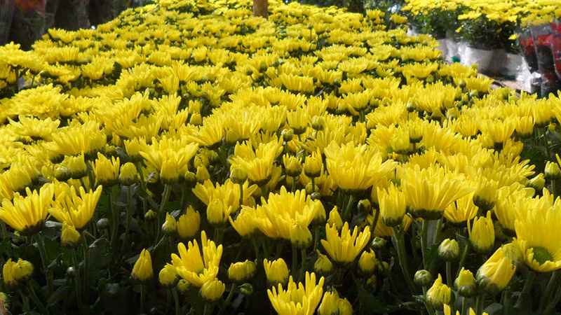 Trong phong thủy hoa cúc là loài hoa tượng trưng cho sự hoan hỉ, tăng thêm phúc lộc, sự hiếu thảo, lòng cao thượng và trường tồn... Vì thế bạn nên đặt những chậu hoa cúc nhỏ ở những nơi có nhiều ánh sáng để hoa nở rực rỡ và thêm nhiều may mắn vào dịp năm mới. Ảnh: Internet