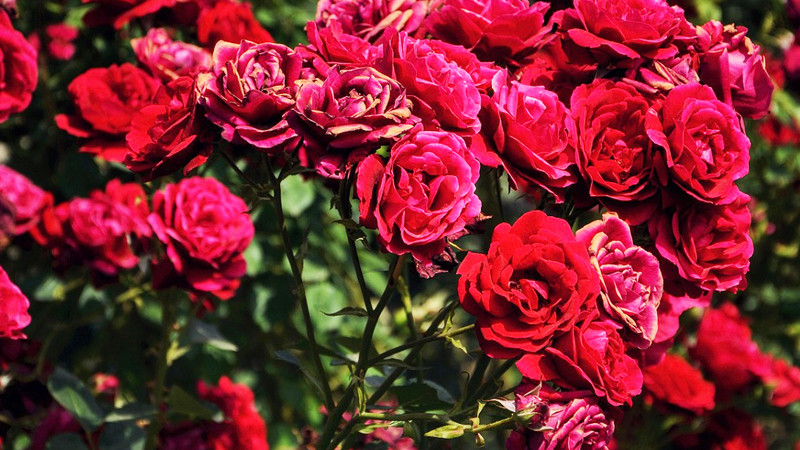 Hoa hồng là một loại hoa đẹp đại diện cho tình yêu, có hương thơm, có vẻ đẹp quyến rũ, trưng hoa hồng ngày Tết làm cho không gian trở lên sang trọng. Ảnh: Internet