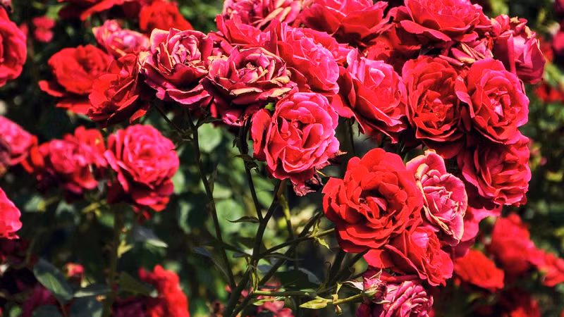 Hoa hồng là một loại hoa đẹp đại diện cho tình yêu, có hương thơm, có vẻ đẹp quyến rũ, trưng hoa hồng ngày Tết làm cho không gian trở lên sang trọng. Ảnh: Internet