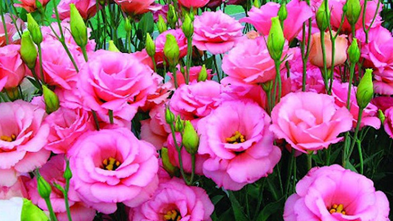 Theo phong thuỷ hoa cát tường mang đến sự may mắn, vượng tài, tài lộc cho gia chủ. Ảnh: Internet