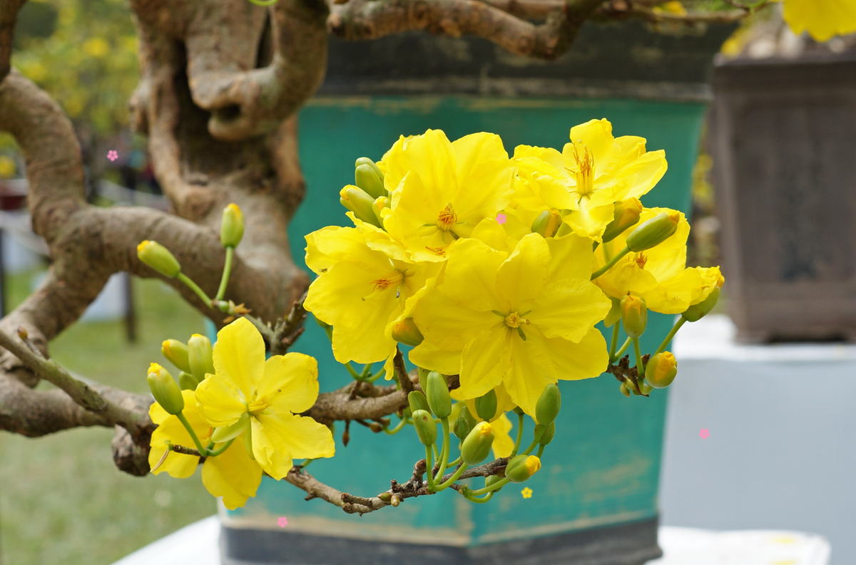 Cùng với hoa đào, hoa mai là loài hoa Tết không thể thiếu, đặc biệt ở miền Nam. Hoa mai vàng rực rỡ tượng trưng cho sự giàu có, phú quý. Ảnh: Internet