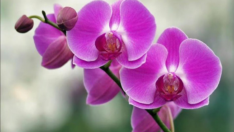 Hoa phong lan được nhiều gia đình ưa chuộng để bày trong nhà đặc biệt là vào dịp lễ Tết. Người ta tin rằng một chậu lan trong nhà vào dịp Tết sẽ mang đến cho gia chủ sự giàu sang, khang thịnh trong năm đó. Ảnh: Internet