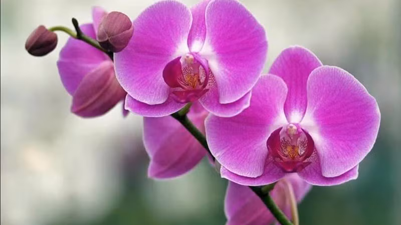 Hoa phong lan được nhiều gia đình ưa chuộng để bày trong nhà đặc biệt là vào dịp lễ Tết. Người ta tin rằng một chậu lan trong nhà vào dịp Tết sẽ mang đến cho gia chủ sự giàu sang, khang thịnh trong năm đó. Ảnh: Internet