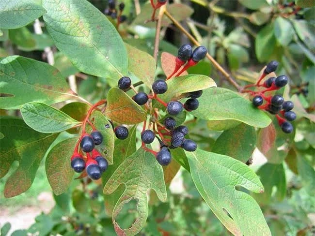 Hoa kết hạt màu đen và chứa nhiều dầu, mùa hoa nở thường bắt đầu từ tháng 3 và kết thúc vào tháng 4, cho ra quả vào tháng 7 đến tháng 8. Ảnh: Internet