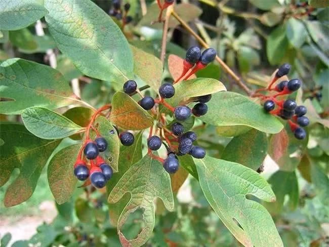 Hoa kết hạt màu đen và chứa nhiều dầu, mùa hoa nở thường bắt đầu từ tháng 3 và kết thúc vào tháng 4, cho ra quả vào tháng 7 đến tháng 8. Ảnh: Internet