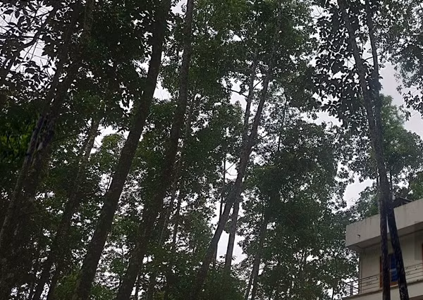 Ở Việt Nam, cây gù hương được trồng nhiều ở khu vực rừng nhiệt đới, thường thấy tại Quảng Trị, Cao Bằng, Quảng Ninh, Quảng Nam – Đà Nẵng. Ảnh: Dân Việt