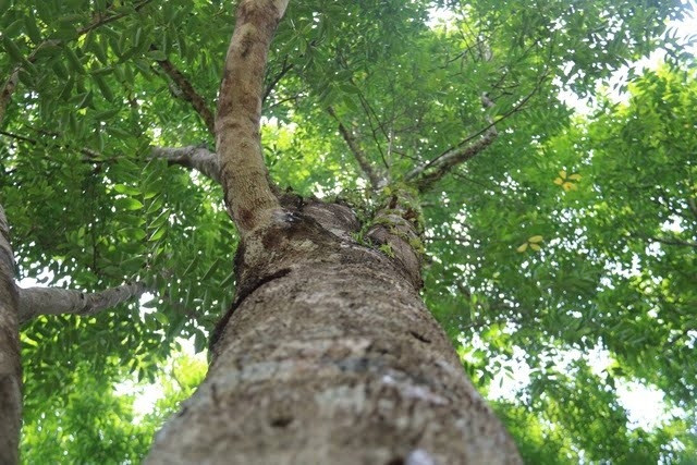 Nhờ tính chất này, gỗ gù hương được ưa chuộng để khai thác phục vụ nhu cầu đóng đồ gỗ, bàn ghế, đồ mỹ nghệ,...Ảnh: Internet