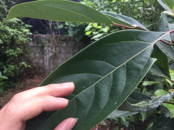 Lá cây dạng hình bầu dục, chiều dài từ 8-12cm, bề rộng 3-5cm. Phần chùy hoa mọc nhiều ở nách lá, khi nở hoa có màu trắng, mùi rất thơm. Ảnh: Internet