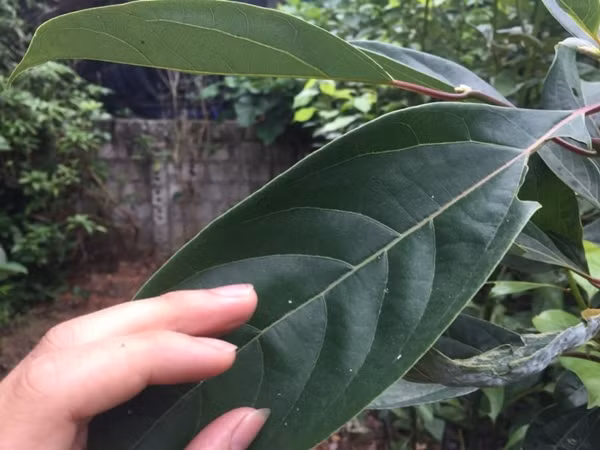 Lá cây dạng hình bầu dục, chiều dài từ 8-12cm, bề rộng 3-5cm. Phần chùy hoa mọc nhiều ở nách lá, khi nở hoa có màu trắng, mùi rất thơm. Ảnh: Internet