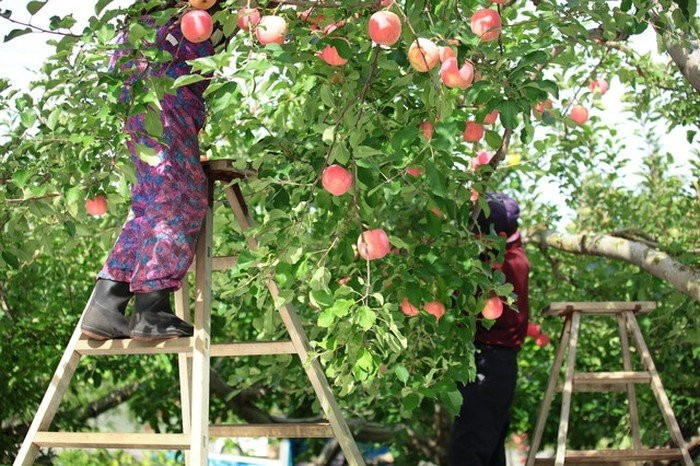Táo Sekai Ichi được mệnh danh là “ngon nhất thế giới” nhờ các kỹ thuật canh tác phức tạp. Tại Nhật Bản, mỗi cây táo Sekai Ichi đều được thụ phấn thủ công. Ảnh: Chintai