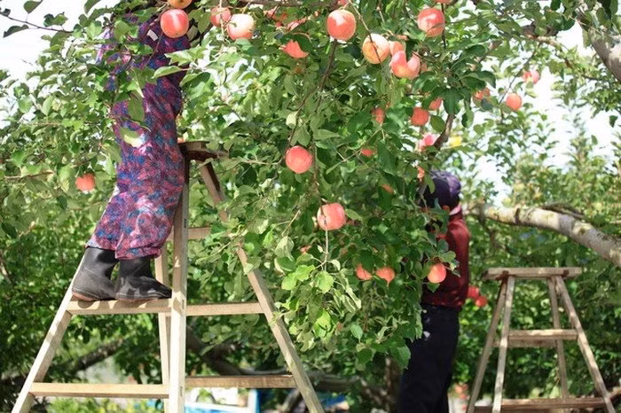 Táo Sekai Ichi được mệnh danh là “ngon nhất thế giới” nhờ các kỹ thuật canh tác phức tạp. Tại Nhật Bản, mỗi cây táo Sekai Ichi đều được thụ phấn thủ công. Ảnh: Chintai