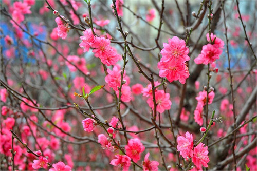 Cành đào mua về trước khi cắm vào lọ nên cắt một đoạn gốc chéo để tăng khả năng hút nước. Nên thay nước cho đào 1-2 lần/ngày để đảm bảo nước luôn sạch. Đặt đào ở nơi thoáng mát, tránh ánh nắng trực tiếp. Ảnh: Internet