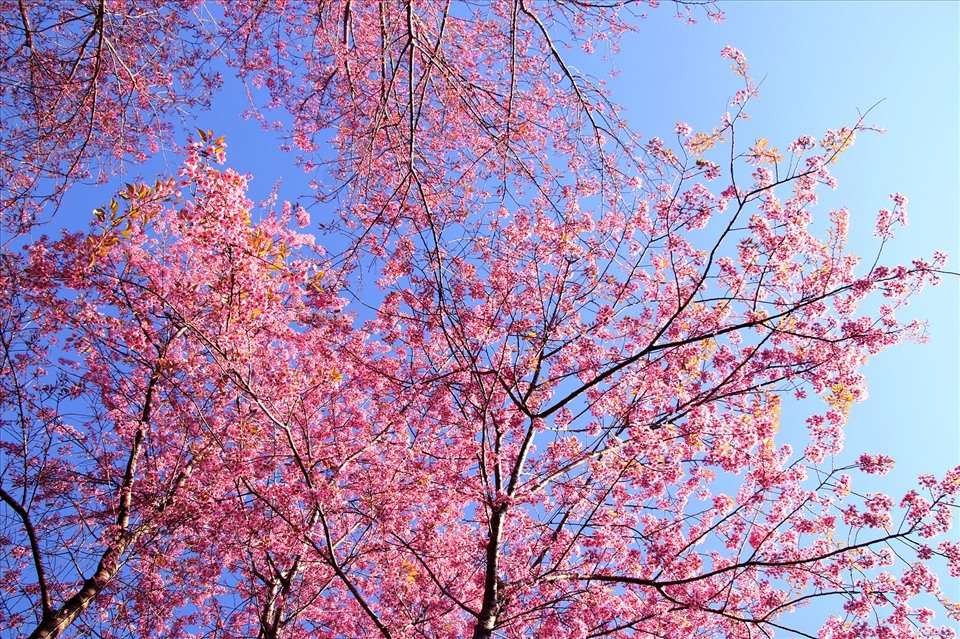 Thời điểm mua đào không nên quá sớm, đến Tết hoa có thể đã tàn hoặc nở không đều. Cách Tết khoảng 3-5 ngày là thời điểm lý tưởng để mua đào. Lúc này, đào đã đủ nụ, đến Tết sẽ nở rộ.