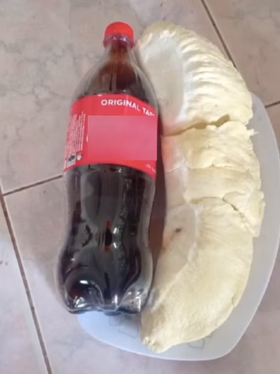Khi bổ ra, múi sầu riêng có kích thước ngang ngửa 1 chai nước ngọt dung tích 1,5 lít. Ảnh: TikTok