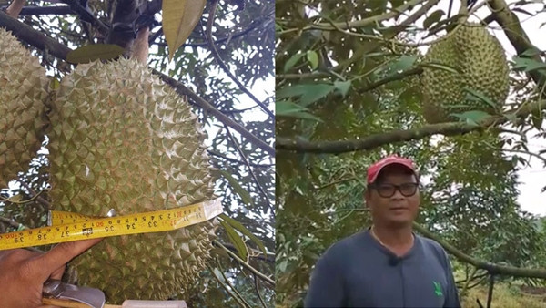 Đây là giống sầu riêng Monthong nổi tiếng với phần cơm vàng, dày và hạt lép. Ảnh: Coconuts