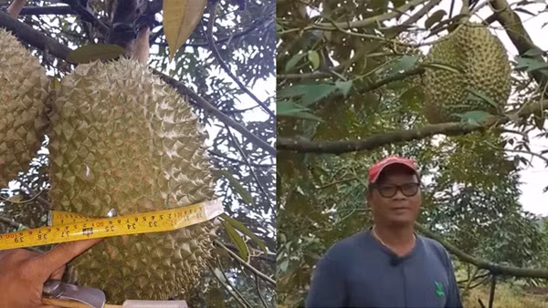 Đây là giống sầu riêng Monthong nổi tiếng với phần cơm vàng, dày và hạt lép. Ảnh: Coconuts