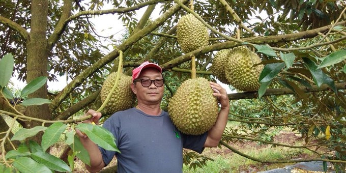 Quả sầu riêng nặng hơn 18kg tại Thái Lan được bán với giá 2.500 USD (tương đương 59 triệu VNĐ). Ảnh: Bloomberg