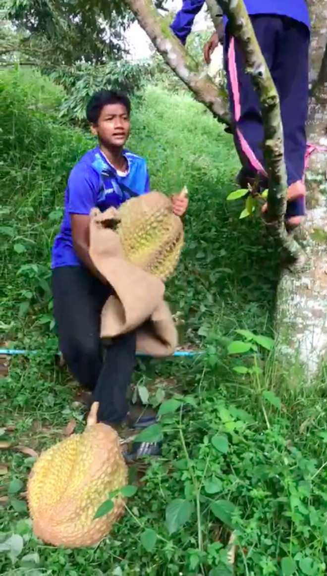 Trước đó, một trái sầu riêng khổng lồ nặng tới 23kg, thu hoạch tại một khu vườn ở Thái Lan cũng khiến dân tình sửng sốt. Ảnh: TikTok