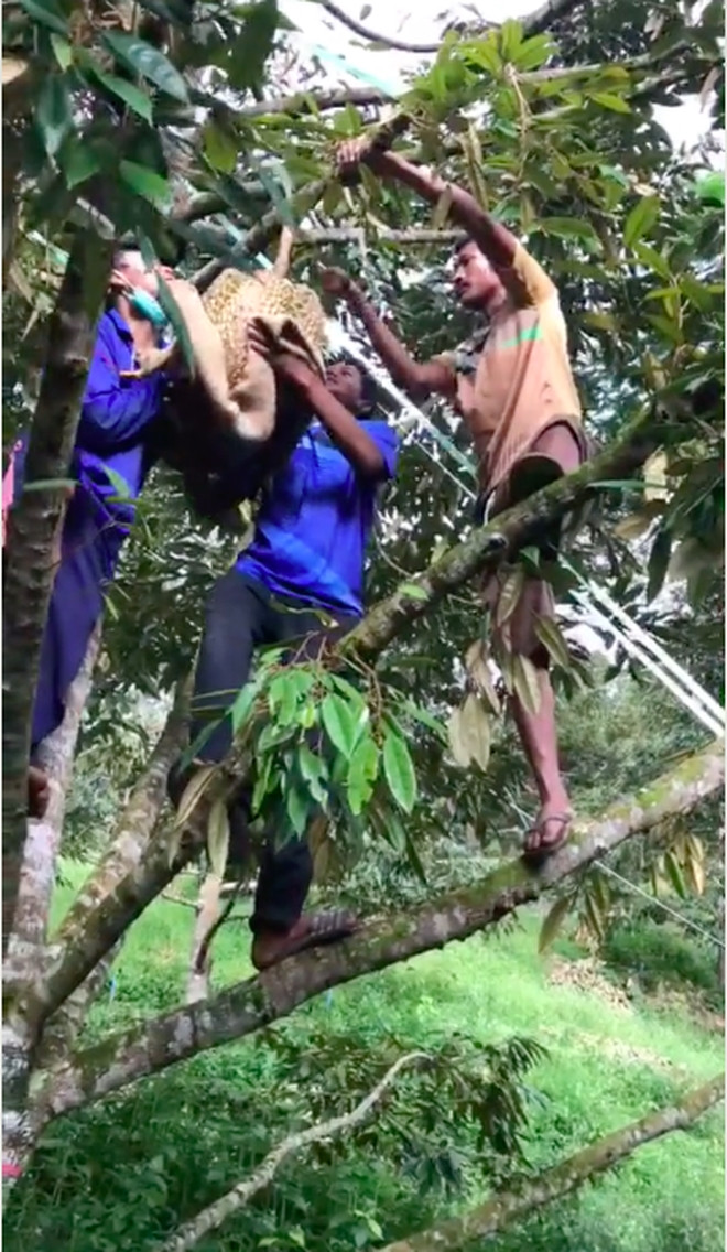 Dù kích thước to nhưng quả sầu riêng vẫn nằm chễm chệ trên cành cao. Chủ vườn phải huy động tới 4 người cùng nhau trèo lên hái xuống. Ảnh: TikTok