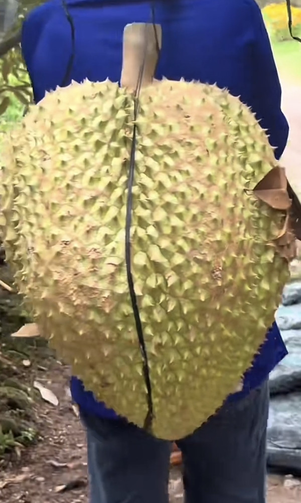 Tuy nhiên, một số cư dân mạng cho rằng, quả sầu riêng quá to có thể bị “can thiệp” bằng cách tiêm hay nhúng hóa chất để kích thích tăng trưởng. Ảnh: @huynhthikimthoa0000