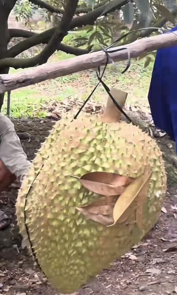 Theo đoạn video đăng tải, trái sầu riêng to bằng nửa thân trên người lớn. Ảnh: @huynhthikimthoa0000
