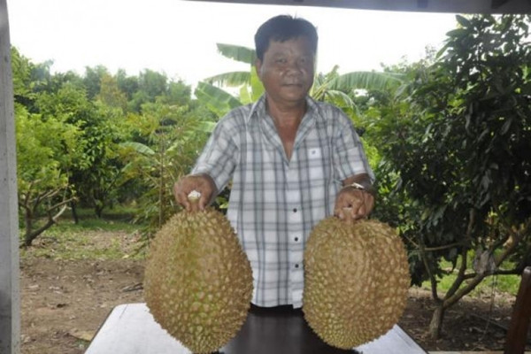 Hai trái sầu riêng khổng lồ nặng 12kg và 13kg ở quận Wang Nam Khieo (tỉnh Nakhon Ratchasima, Thái Lan). Ảnh: Bangkokpost