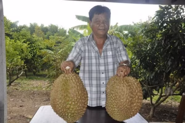 Hai trái sầu riêng khổng lồ nặng 12kg và 13kg ở quận Wang Nam Khieo (tỉnh Nakhon Ratchasima, Thái Lan). Ảnh: Bangkokpost