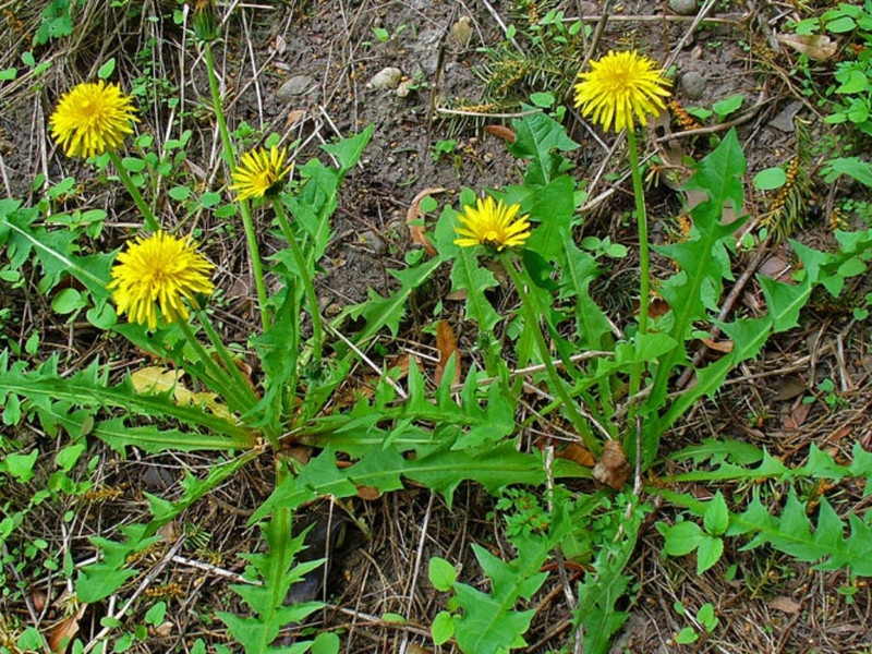 Cây bồ công anh thân nhỏ, mọc thẳng, không cành hoặc rất ít cành nên nhìn như cây cỏ bụi. Ảnh: Internet