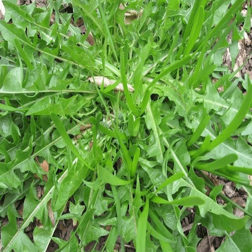  Bồ công anh là loài thực vật mọc hoang tại nhiều vùng nông thôn ở nước ta. Bồ công anh còn có tên gọi khác là diếp trời, diếp dại...Ảnh: Facebook