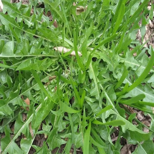  Bồ công anh là loài thực vật mọc hoang tại nhiều vùng nông thôn ở nước ta. Bồ công anh còn có tên gọi khác là diếp trời, diếp dại...Ảnh: Facebook