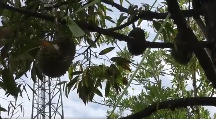 Trang trại sầu riêng Pa Toi Lung Mu tại tỉnh Nonthaburi, cách thủ đô Bangkok (Thái Lan) chừng 40km về phía bắc là nơi trồng được vài trăm trái sầu riêng Kanyao quý hiếm mỗi năm. Ảnh: chụp màn hình Newsflare