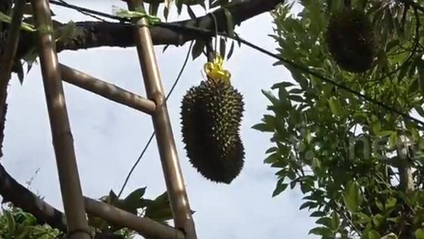 Theo chủ trang trại Pa Toi Lung Mu, rất đông du khách tới đây đề nghị mua, nhưng chủ nhân vẫn để sầu riêng Kanyo trên cây để chín tự nhiên hoàn toàn. Ảnh: Newsflare