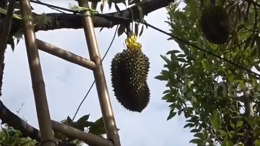 Theo chủ trang trại Pa Toi Lung Mu, rất đông du khách tới đây đề nghị mua, nhưng chủ nhân vẫn để sầu riêng Kanyo trên cây để chín tự nhiên hoàn toàn. Ảnh: Newsflare