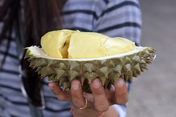 Đáng chú ý, năm 2019, trang trại Pa Toi Lung Mu đã tổ chức kỷ niệm vụ thu hoạch đầu tiên. Trái sầu riêng chất lượng tốt nhất trang trại có giá lên đến 25.000 bảng Anh (730 triệu đồng). Ảnh: Specialty Produce