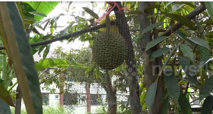 Giống sầu riêng Kanyao gần như bị xóa sổ kể từ sau trận lụt lớn cách đây vài năm. Nhưng trang trại Pa Toi Lung Mu là nơi duy nhất còn trồng giống cây này kể từ đó. Ảnh: Newsflare