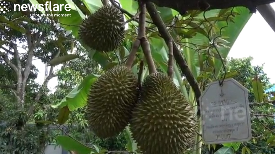 Sầu riêng Kanyao có hương vị thơm ngon đặc biệt, cơm mịn như kem và béo ngậy. Ảnh: Newsflare