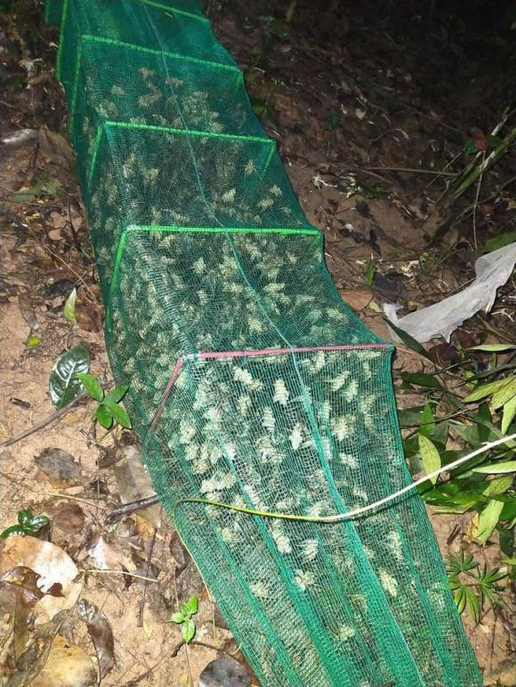 Tôm rừng có quanh năm nhưng thời điểm xuất hiện nhiều và đạt chất lượng nhất là mùa mưa rào, khoảng tháng 6-7 âm lịch. Ảnh: Internet