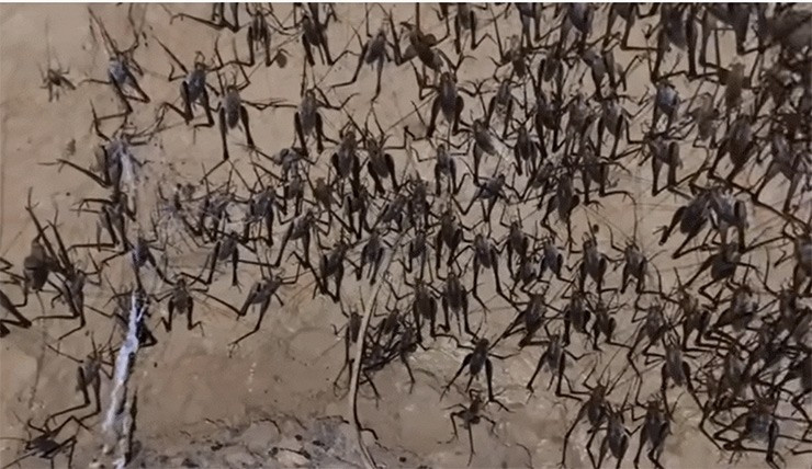 Do mang lại giá trị kinh tế, những năm gần đây, người dân rủ nhau "săn" tôm rừng bán cho thương lái. Ảnh: Dân Việt