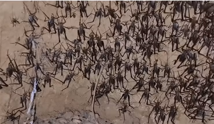 Do mang lại giá trị kinh tế, những năm gần đây, người dân rủ nhau "săn" tôm rừng bán cho thương lái. Ảnh: Dân Việt